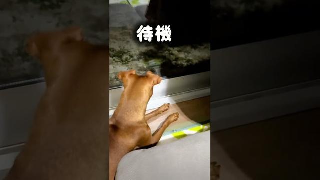 こてつ&こむぎ 6月23日#shorts#犬のいる暮らし#dog #ミニピン#ピンシャー #ペット #犬のいる暮らし #ミニチュアピンシャー#犬#minpinlife#minpin