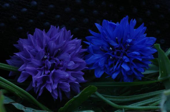 Two cornflower blossoms in two different intense shades of blue were positioned (only temporarily and without hurting the plants) with the help of a black cycling glove (background). Blades of grass and some green leaves can be seen in the foreground.