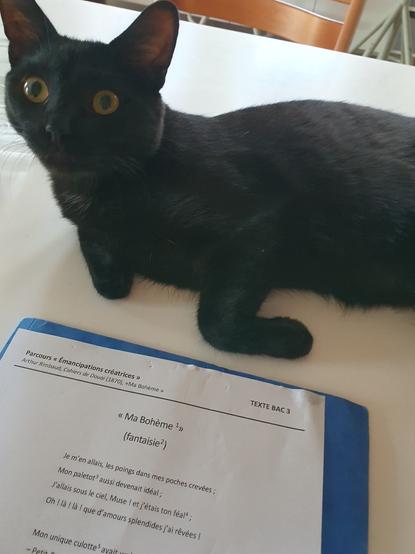 black cat sitting on white table next to a copie of "ma Bohème" by Rimbaud.
cat is staring at us