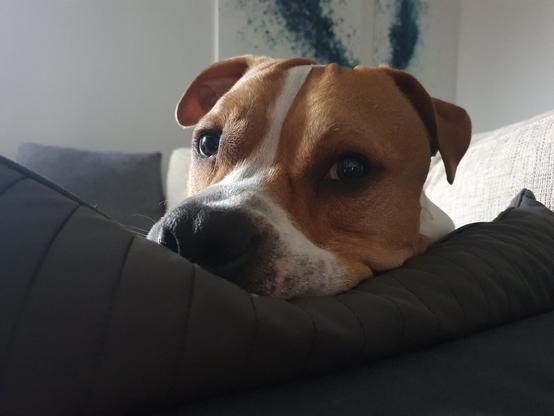 A dog lies his head on a pillow on a couch.