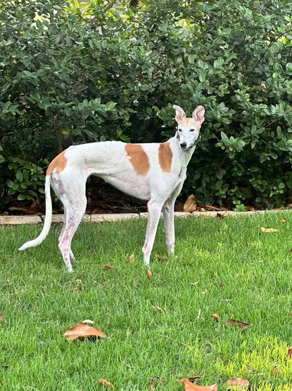 A red and white greyhound, standing in a yard, alert and looking over her shoulder.
