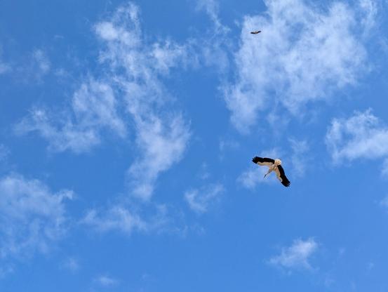 A high-angle shot captures a large white stork in full flight against a clear, bright blue sky dotted with scattered white clouds. The stork, with its distinctive black flight feathers contrasting with its white body, is positioned in the lower right quadrant of the frame, gliding with its wings slightly downturned. Another stork is also visible as a distant silhouette in the upper right corner of the sky. The overall impression is one of freedom and expansive open space.