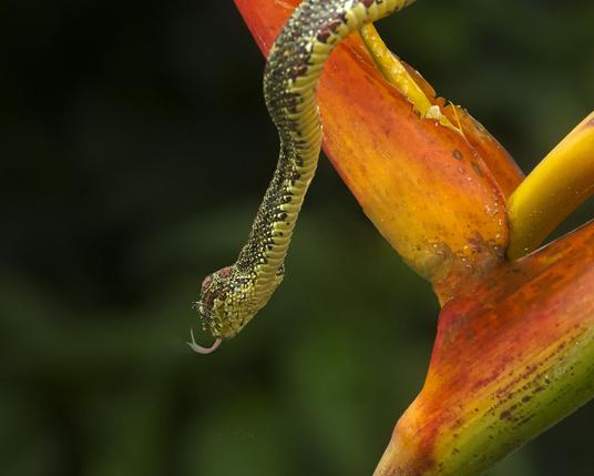 A close-up view of a green Eyelash Pit-Viper gliding along a portion of heliconia flower. The Pit-Viper is tasting the air with tongue in the opposite direction of the viewer. The background is blurred green forest. La Tarde, Osa Peninsula, Costa Rica. Photo by Peachfront. This venomous snake was photographed as part of a workshop with professionally wrangled animals released back into the wild when the shoot was over. Do not try this at home!  I suspect all pit vipers are not this easy going...