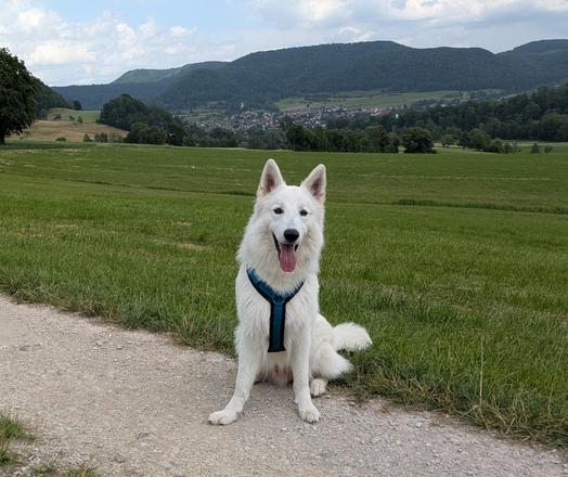 Jussi am Wegrand im Hintergrund Talheim
