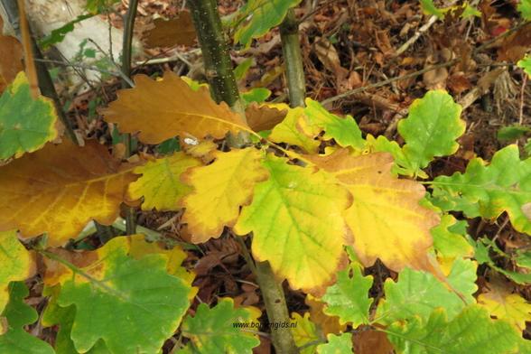 Photo of treespecies Quercus petraea : Category is herfst-autumn-herbst-automne-otono
