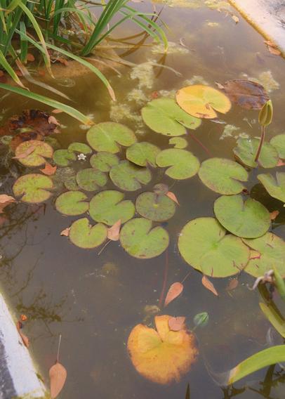 Dirty water with some water lilies in it. No flowers here, just the green part. Some are yellowed. The water is kinda see through but pretty dirty so you can’t see the bottom