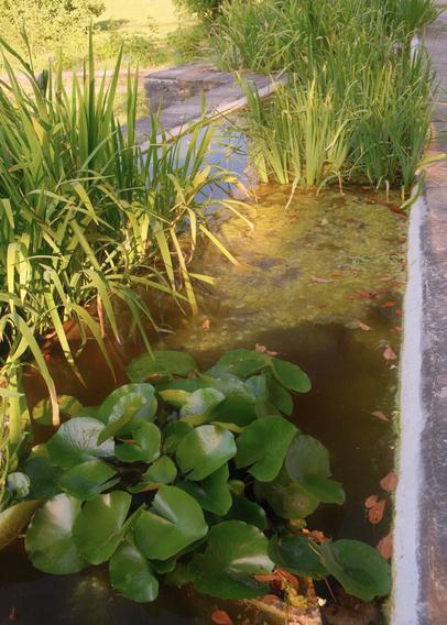 A view of the entire pond. You can see there are some more plants (not sure what, sorry 🥹) some more leafy, some taller. Also there is some disgusting grime floating in the water as well. A yellow ray of sun is shining on all this.