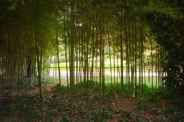A general view of a place close to the pond in the same botanical garden. It’s some bamboo like stuff. The photographer is standing in a shadowy place and beyond the shadows and bamboo is a path which is getting sunlight!