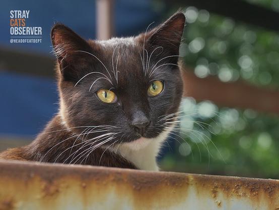 Close-up portrait of a tuxedo cat