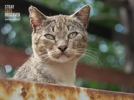 Close-up portrait of a male tabby cat