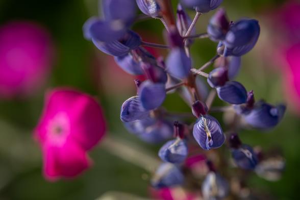 Lupinus polyphyllus, native lupin, in the foreground. Many small bluee-purple flowers on a spike. In the BG Lychnic coronaria, Rose Campion, out of focus.