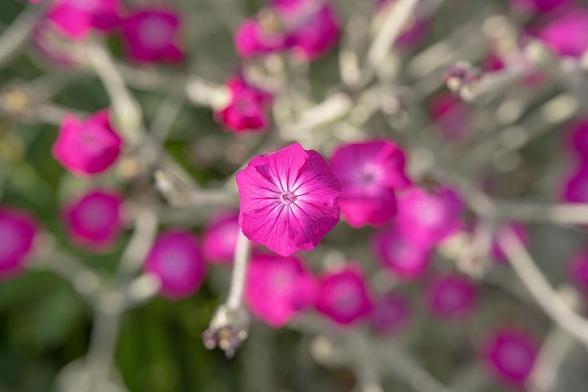 Lychnis coronaria, Rose Campion. Many small brilliant magenta simple flowers contrasting pleasingly with silvery grey foliage and stems.