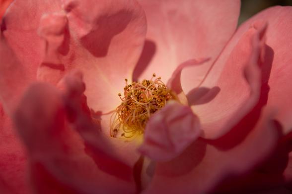Rosa cultivar. An unnamend rose hybrid with coral pink petals and yellow throat, semi-double. It's close to dropping its petals and the stamens have curled back in toward the middle.