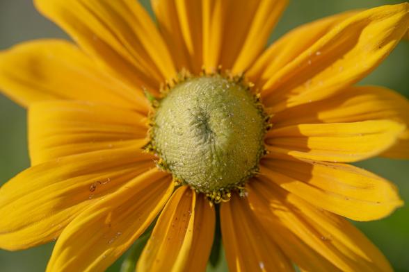 Rudbeckia 'Iris Eyes'. A golden yellow daisy-like flower, with a silvery green cone in the middle. Pollen and debris scattered across it.