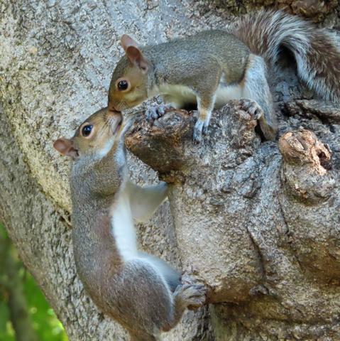 2 gray squirrels giving nose kisses