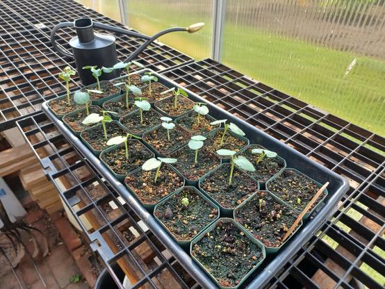 A black plastic tray with 21 green plastic pots that are 3 inches (8cm) square.  Each pot has an Okra seedling growing in it.  The plants are about 2 inches tall and just starting to show their true leaves.  A small grey metal watering can sits on the bench behind the tray.  Bench top is open-grid black plastic set on wooden supports.