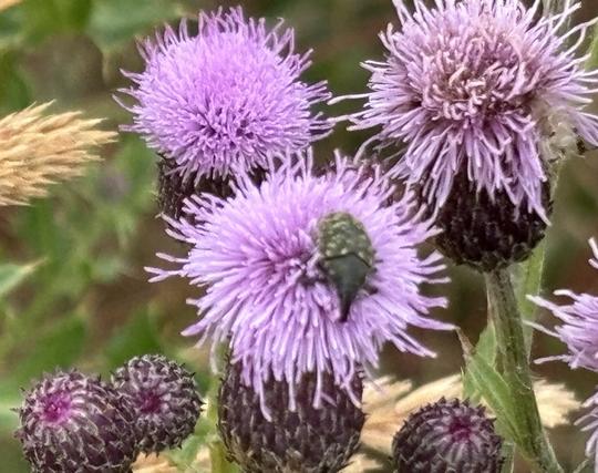 Ein Kratzdistelrüssler, Larinus turbinatus, sitzt auf einer Blüte von einer Distel.