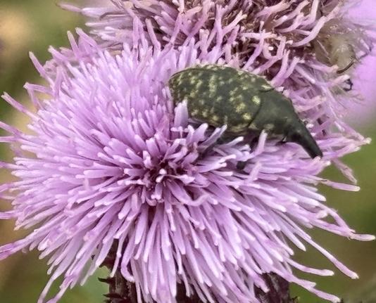 Ein Kratzdistelrüssler, Larinus turbinatus, sitzt auf einer Blüte von einer Distel.