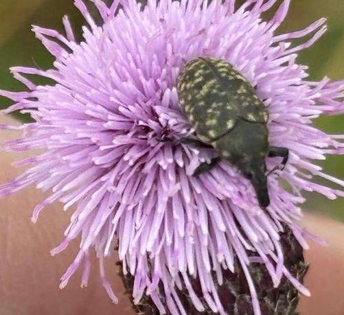 Ein Kratzdistelrüssler, Larinus turbinatus, sitzt auf einer Blüte von einer Distel.