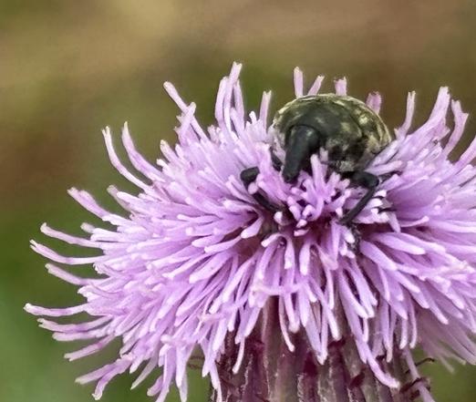 Ein Kratzdistelrüssler, Larinus turbinatus, sitzt auf einer Blüte von einer Distel.
