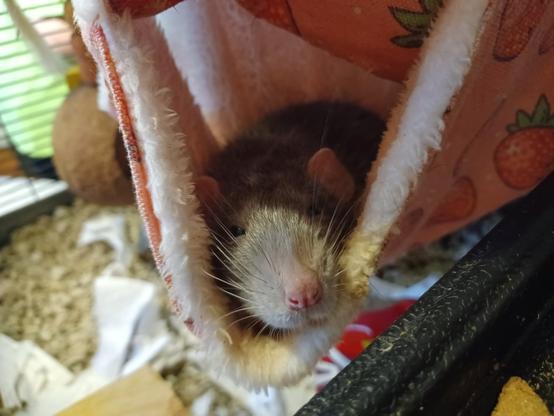 A cute pet rat, lounging in a fuzzy hammock, looking at you
