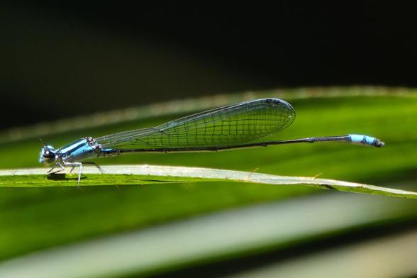 A small blue damselfly resting on a horizontal leaf. It has a dark body with blue strips, transparent wings, a dark abdomen. The tip of the abdomen it bright blue.