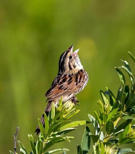 Small streaky brown bird with head tossed back and bill wide open, singing from a green shrubby perch