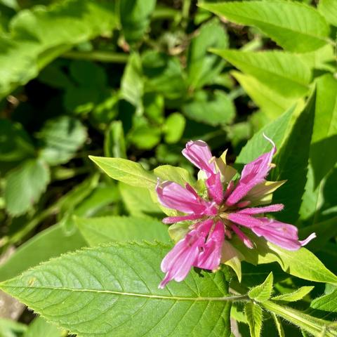 singular pink flower blossom of bee balm. the blossom is a cluster of fully open and opening smaller trumpet-like flowers whose color ranges from dark pink near its center to light pink-white at its ends. the leaves of the plant are serrate and spear-shaped