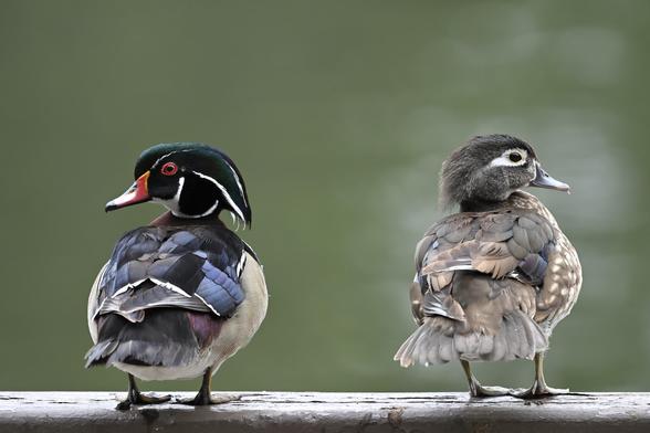 A male and female wood duck are perched on a metal railing facing away from each other. The male has vibrant plumage with a green head and red eyes, while the female is more subdued in color with a grayish-brown body and distinctive markings