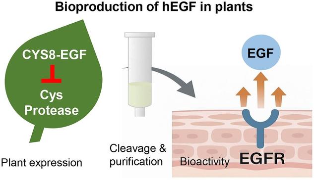 Schematic of the bioproduction of hEGF in plants, from plant expression to cleavage and purification and finally, bioactivity in cell assays.