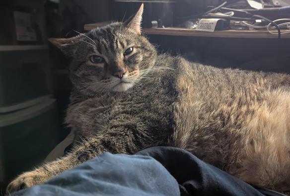 Waffles the three-legged, chonky, tabby cat, looking at me in disbelief
