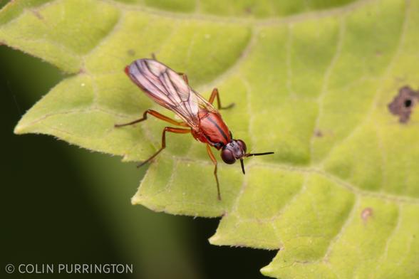 Slender, elegant fly with a shiny amber thorax bisected by a dark medial line.