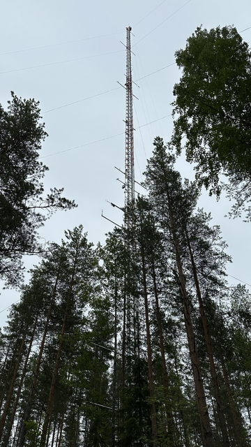 A slender metal tower rises high above a forest of pine trees under a gray sky