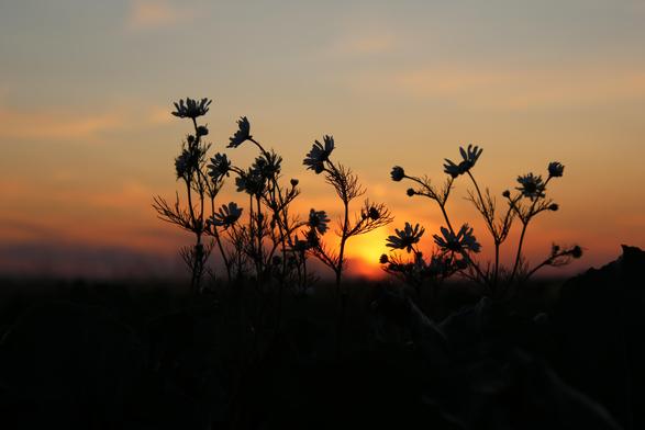 Sonne im Hintergrund der Himmel ist von von leicht bis kräftig Orange Farben. Im Vordergrund die Silhouette von Feldblume.
Matzework