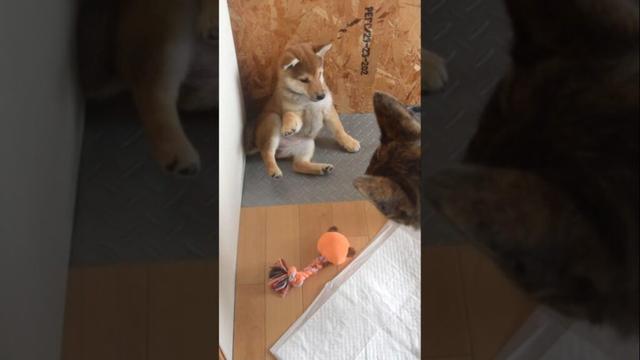 柴犬の子犬を躾ける甲斐犬先輩、ついに上下が決まった瞬間！　#甲斐犬 #柴犬 #shibainu