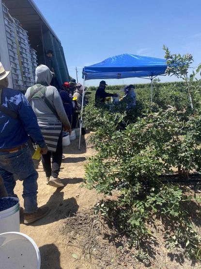 Blueberry workers wait in line to give their buckets to the puncher who keeps track of how many buckets they fill.