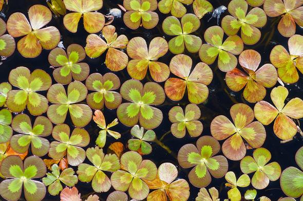 Four leaf clover looking water plants, photo looking down on the wet four leaf patterns in shades of green and red on black water.