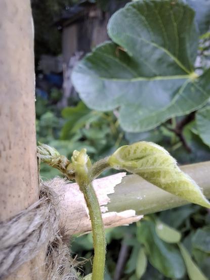 The growing tip of a ruuner bean shoot is flat rather than pointed as it should be. Behind it are fig leaves