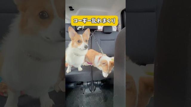 習い事のお迎えに同行🚙大好きなそっちゃんとの再会に嬉しくて乱れまくりのコーギーズ🤣 #コーギー #コーギー多頭飼い #犬と子供 #犬のいる暮らし #ペット #corgi