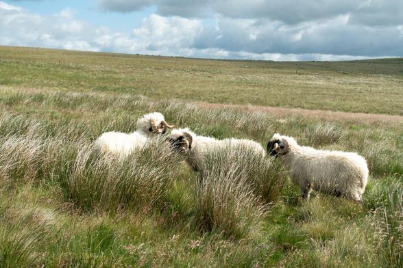 Colour photograph of three substantial sheep with long sort of curly fleeces. They are white with black faces and very long curly horns. They are standing in a grassy landscape. The sky is blue but full of clouds.