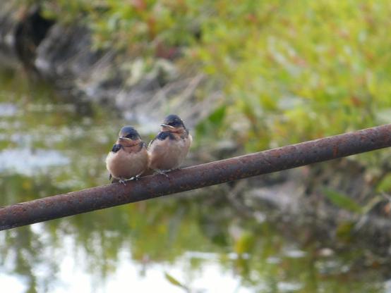 Photo of two very small, round birbs with soft russet breasts and navy blue caps and wings sitting on the rusted metal crossbar of a wetland drain apparatus, almost luridly summery green and red grasses gathered on the bank behind them and reflected in the canal below. The little birds, baby barn swallows, are looking up and to our left, hopeful that their next round of takeout will be flying in from that direction. Like all baby birds, they look both grumpy and plaintive.