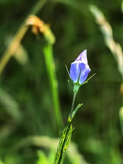 Glockenblume mit geschlossenem Kelch
