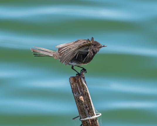 A Black Phoebe, a small dark grey/black flycatcher with a lighter underside and a pointed bill.  Thjis one is just about to take off from the top of a post covered in spiders web.  Out of focus water behind reflecting the greens and blues of the background in braod wavy pattern.