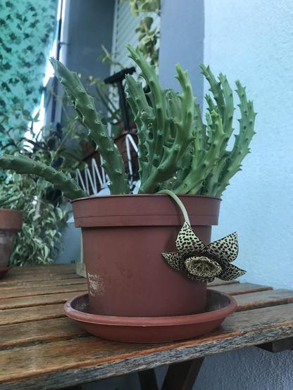 Maceta pequeña sobre una mesa que contiene una planta de tipo crasa que parece un manojo de espárragos. Cuelga una extraña flor en forma de estrella en dos tonos de verde, uno  muy oscuro y el otro casi pistacho. La flor ve mal porque está girada hacia abajo.