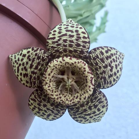 Detalle de pa flor en plano contrapicado.  Tiene 5 pétalos y un centro circular. Parece una estrella hecha de tela.