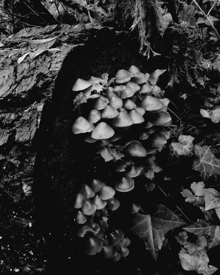 A black and white photograph shows a cluster of small mushrooms growing on the darkened, decaying surface of a mossy tree trunk. The mushrooms have a conical, almost umbrella-like shape, are tightly grouped together, and vary slightly in size. The background shows the texture of the tree bark, moss, and ivy plants with pointed leaves scattered around. The overall impression is natural and slightly melancholic forest scene.