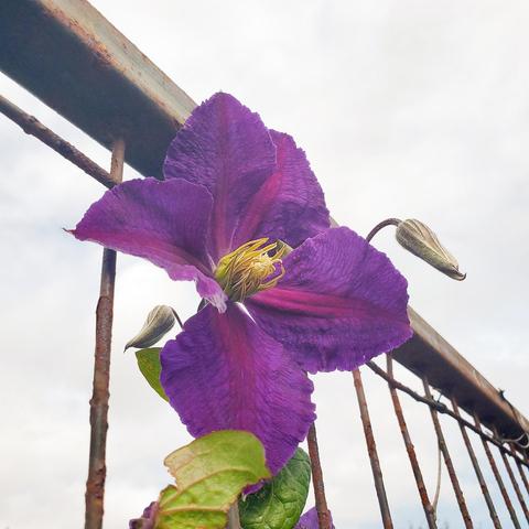 A large, vibrant purple clematis flower is the focal point, climbing a weathered, rusty metal fence. The flower has velvety petals with darker purple veins, a cluster of yellow stamens at the center. Several unopened flower buds and green leaves are visible. The cloudy sky is in the background.