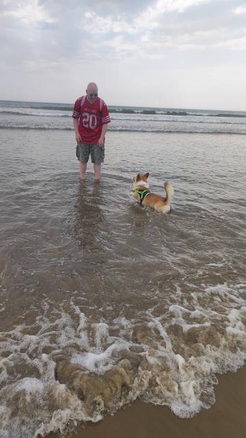 A man and a dog wading in the water at the beach. The shot is taken from the shore facing out to sea. The man is wearing a red American football-style shirt with "Owlbears 20" on it and, based on the straps, a pink backpack - oh and green shorts. He's addressing the dog, clearly pleased that the dog has come out to meet him in the water.
This is impressive because whilst the water is only up to his shins, the dog is a corgi, and so the water obscures his legs completely. The corgi is wearing a high vis harness and his ears and tail are up - he's not having a bad time based on his body language.