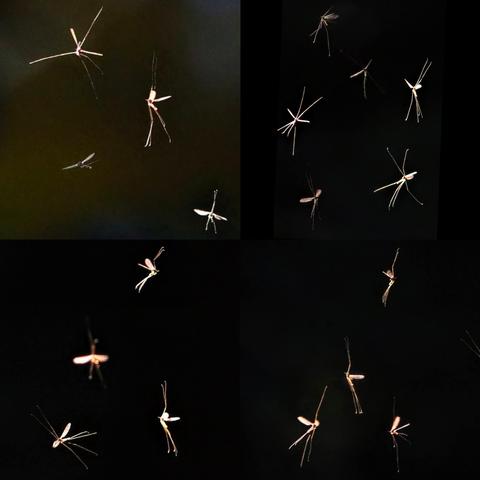 Image is a composite of the best 4 shots of the midges dancing in the sunlight. Failed to capture much fine detail as they are silhouetted white on the dark background