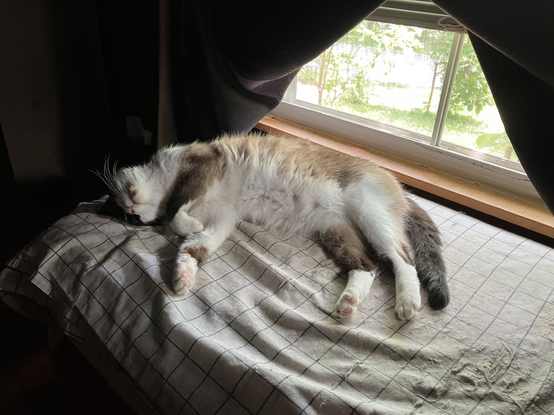 Library Cat Blót, a siamese-ish, is zonked out, in front of an open window, possibly having melted in the heat.